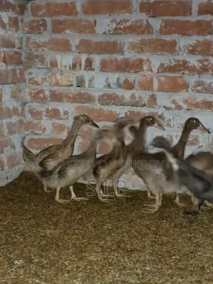 খাকি ক্যাম্বেল হাঁসের বাচ্চা বিক্রি হবে।