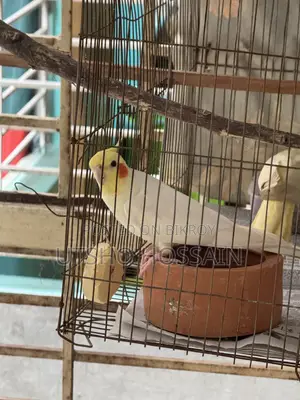 লুটিনো ককাটেইল জোড়া বিক্রি হবে