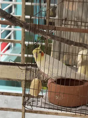 লুটিনো ককাটেইল জোড়া বিক্রি হবে