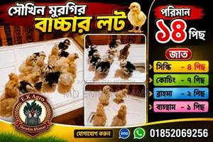 Fancy Chicken Chicks
