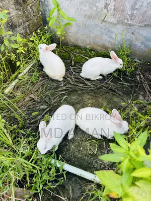 Male Female Rabbits