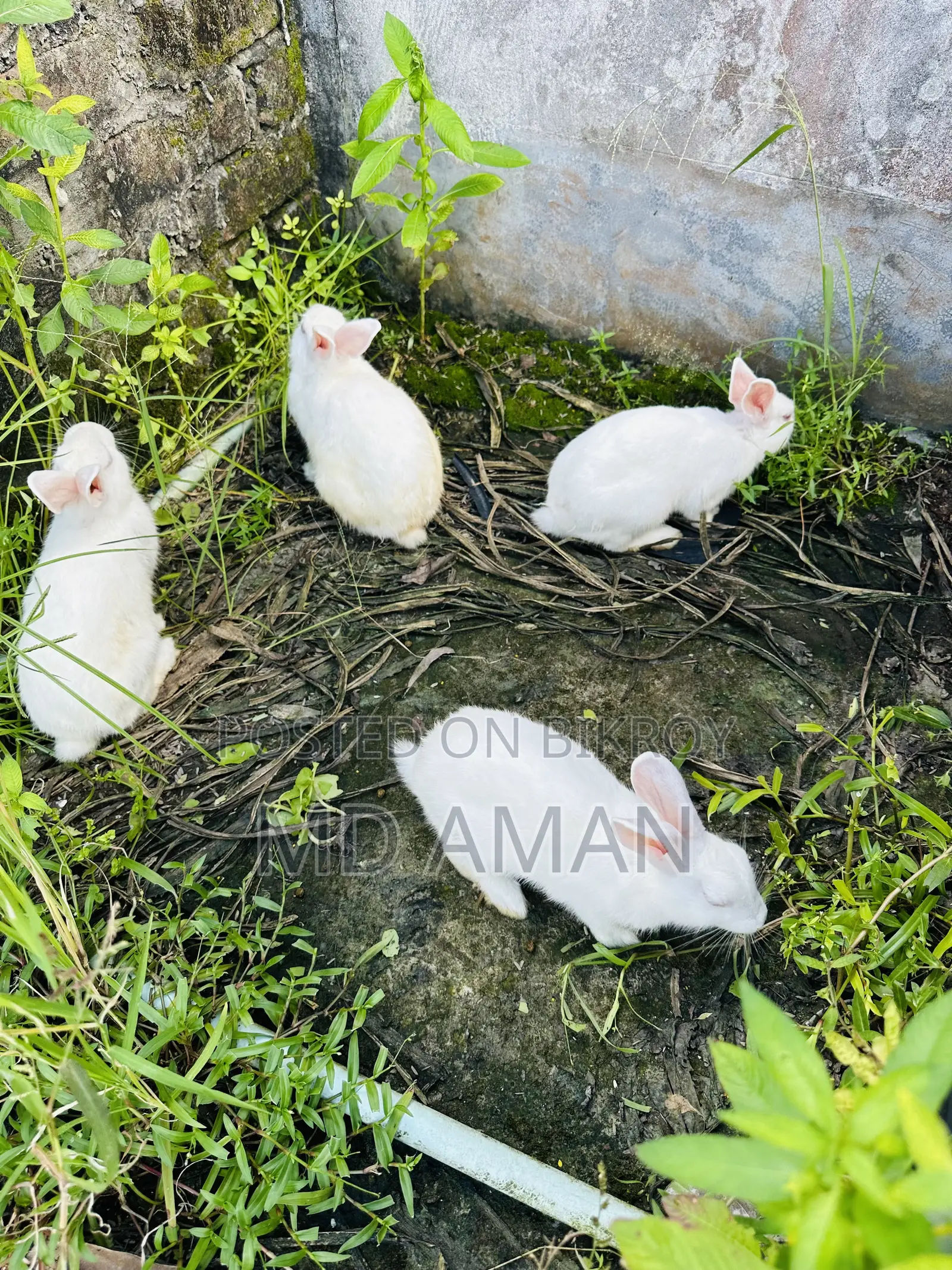 Male Female Rabbits