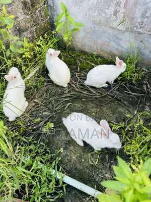Male Female Rabbits