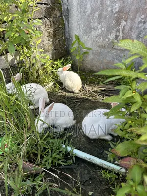 Male Female Rabbits