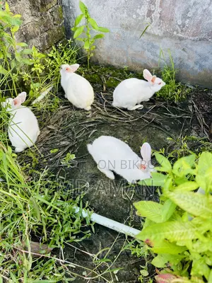 Male Female Rabbits