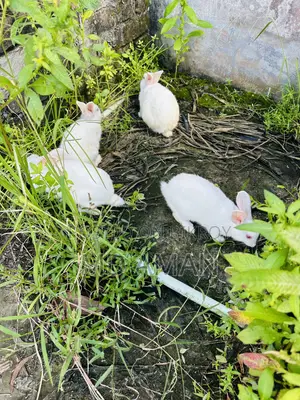 Male Female Rabbits