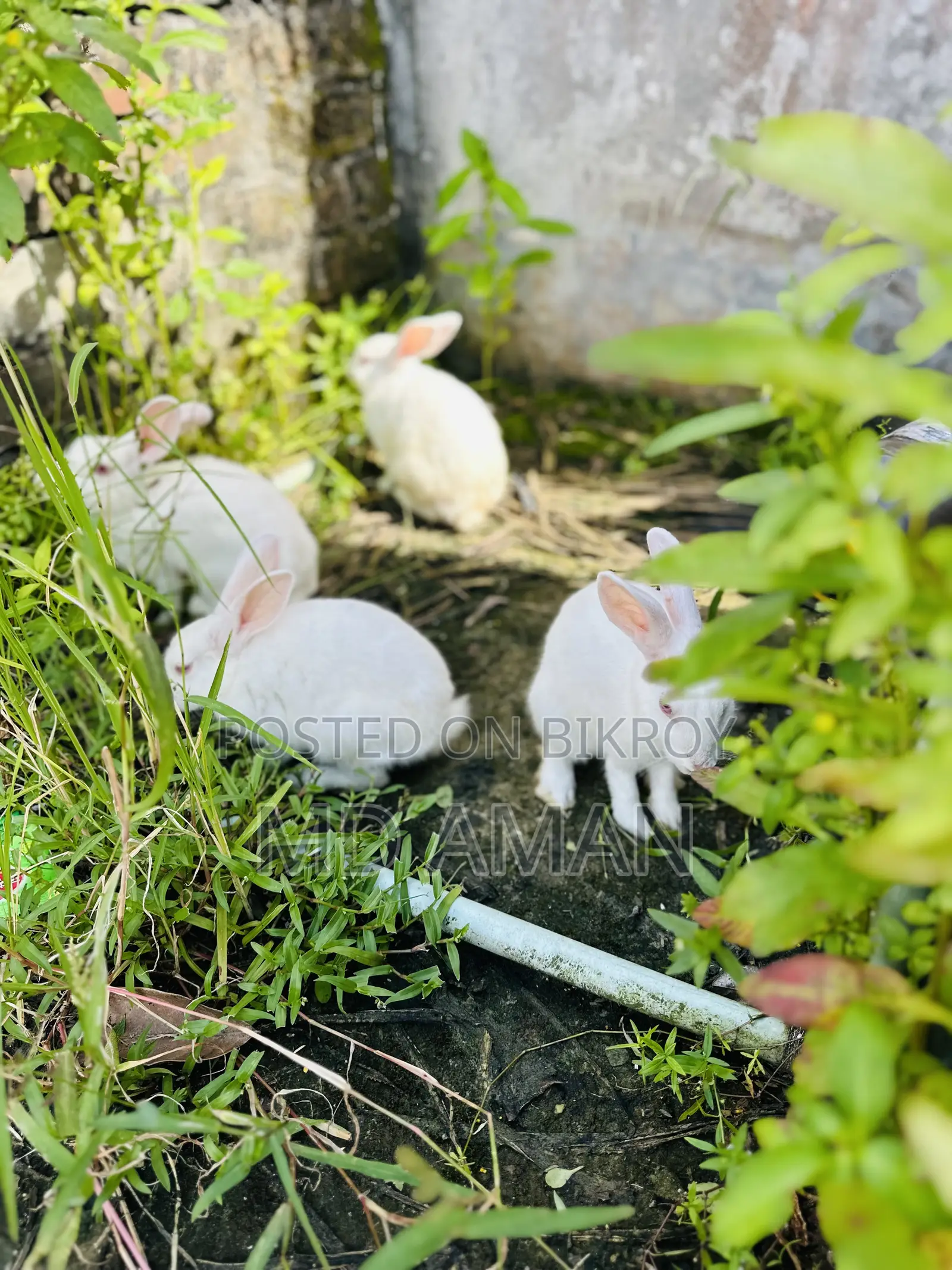 Male Female Rabbits