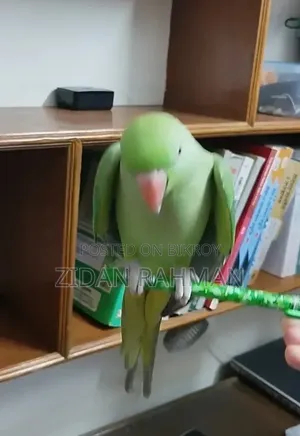 ইন্ডিয়ান রিংনেক প্যারাকিট