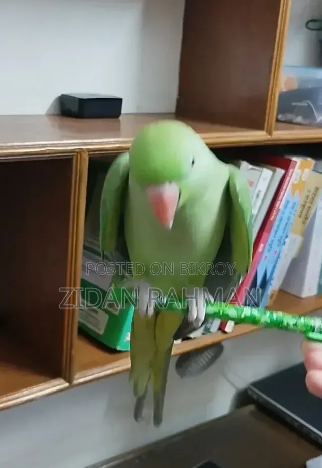 ইন্ডিয়ান রিংনেক প্যারাকিট