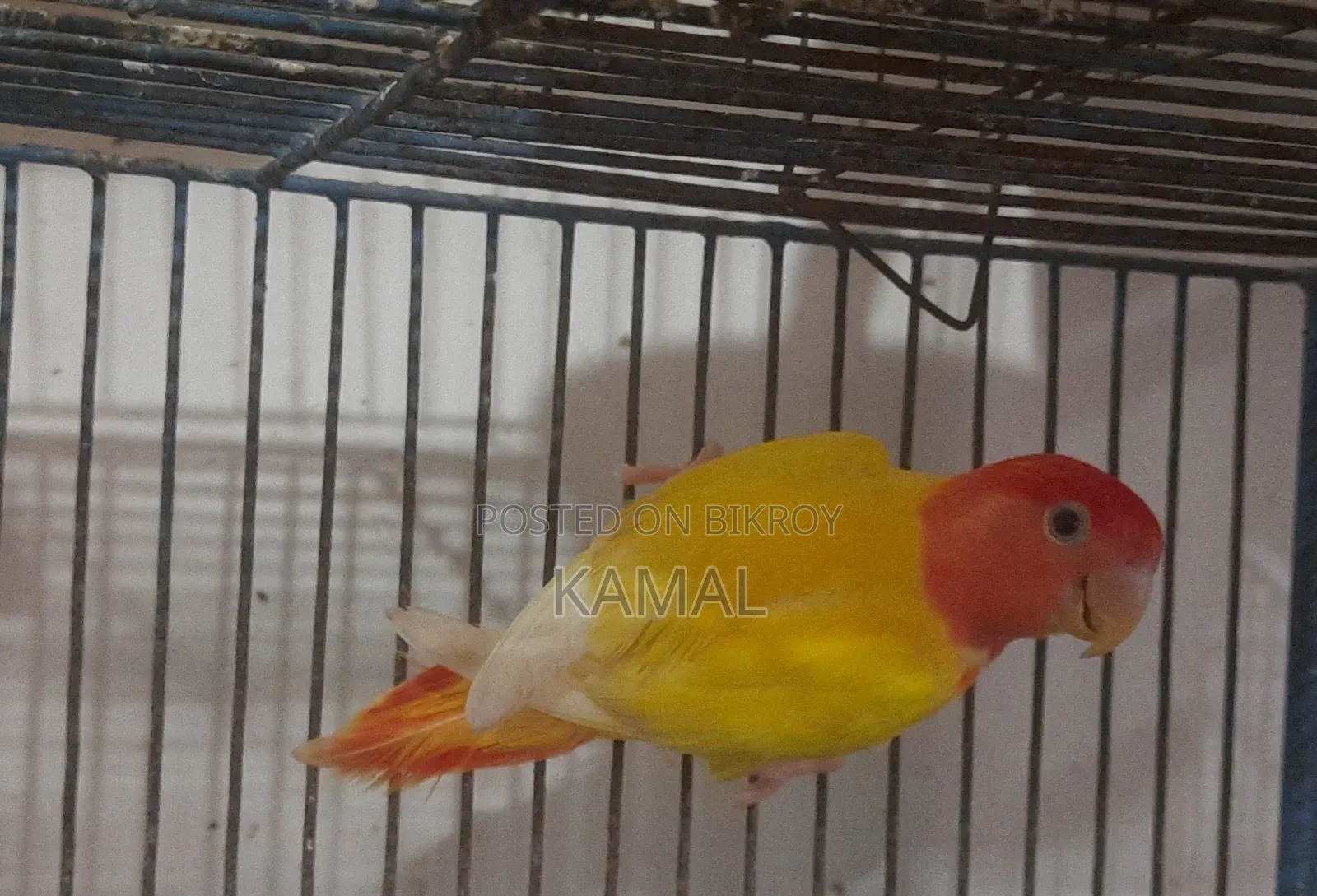 লাভ বার্ড জোড়া
