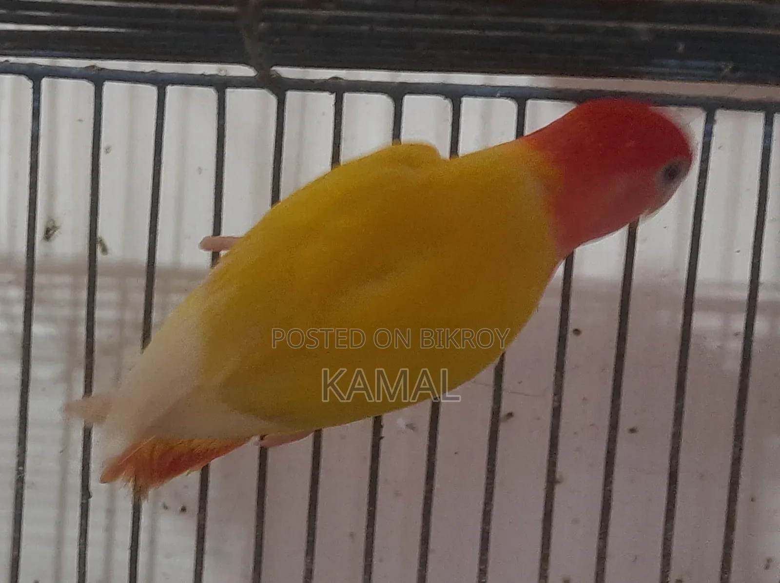 লাভ বার্ড জোড়া
