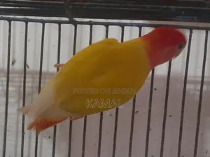 লাভ বার্ড জোড়া