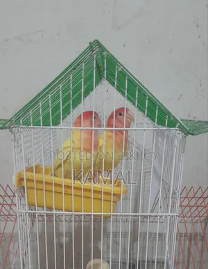 লাভ বার্ড জোড়া