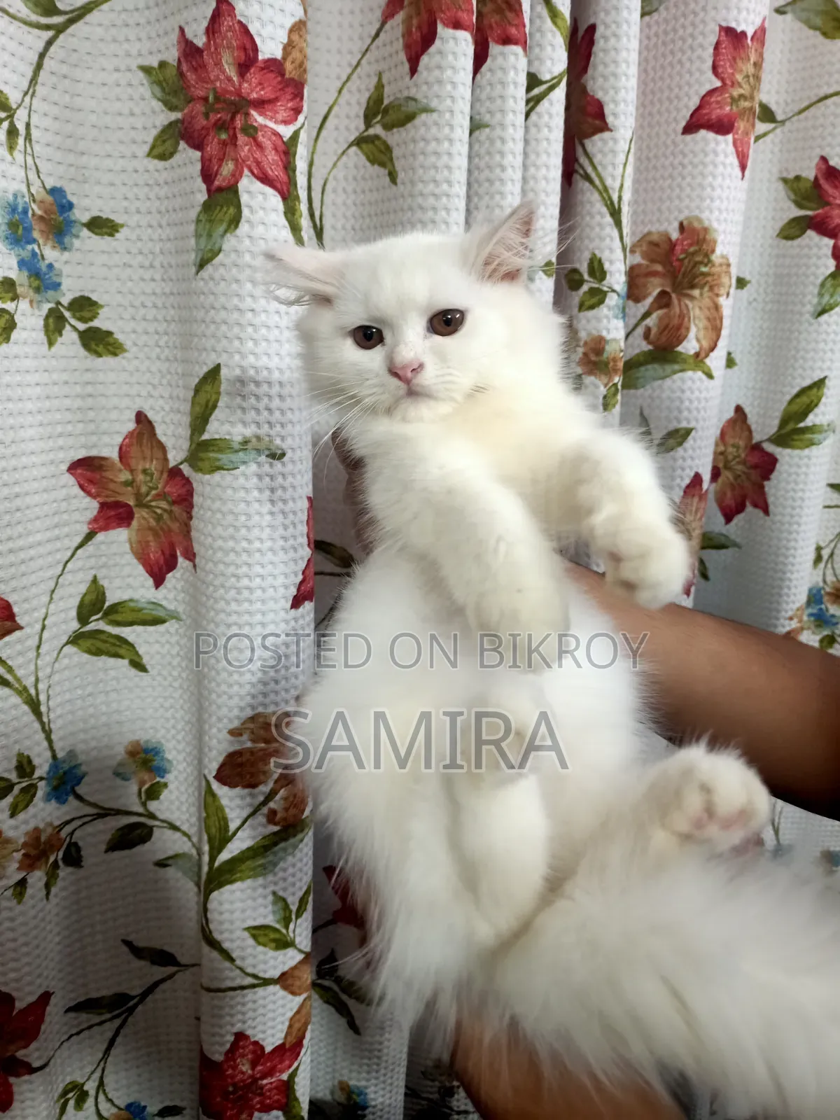 1-3 months Male Purebred Persian