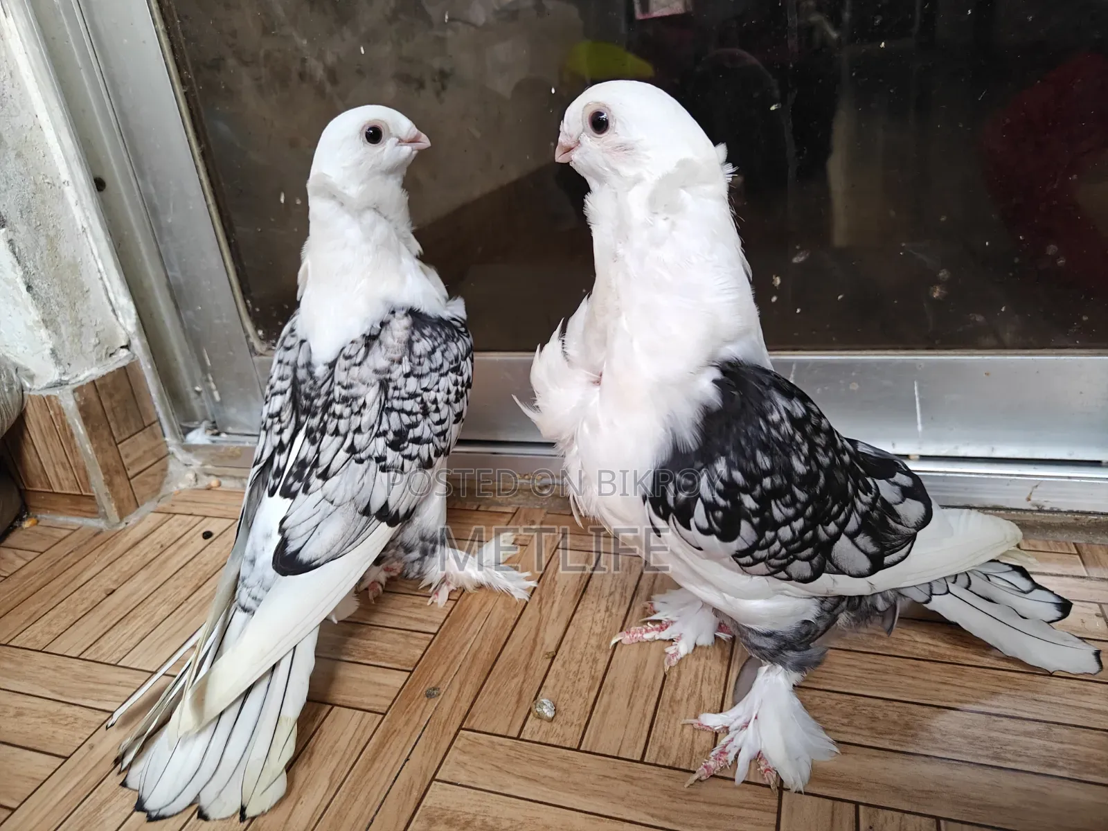 ব্লাকলেস সার্টিন