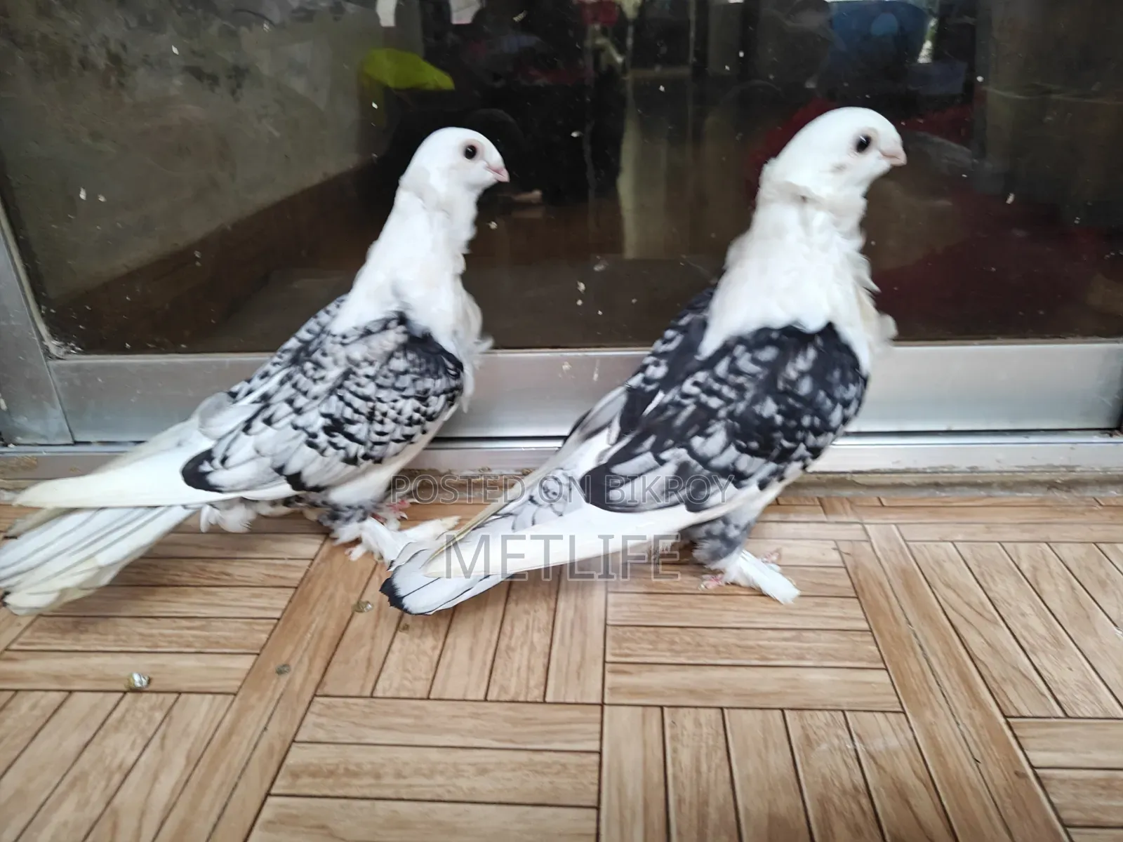 ব্লাকলেস সার্টিন