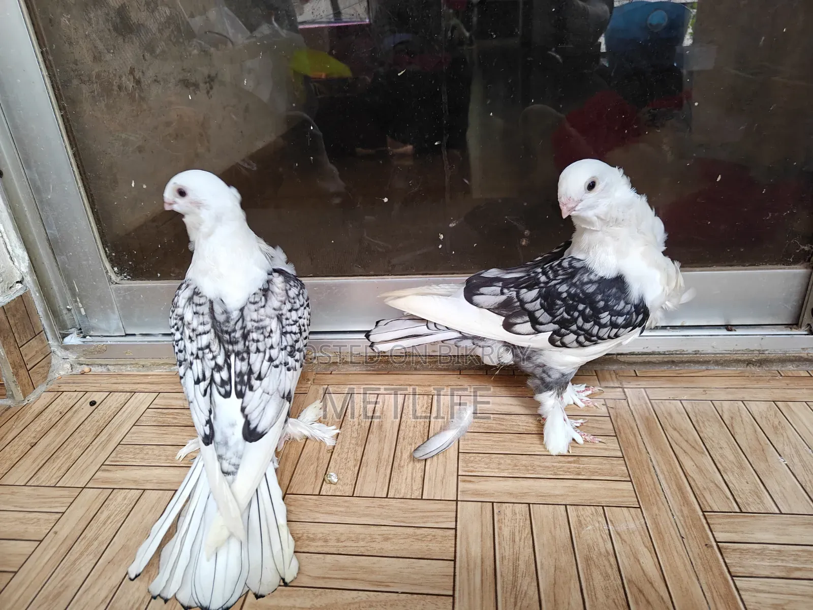 ব্লাকলেস সার্টিন