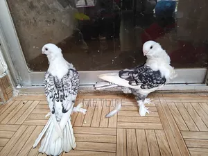 ব্লাকলেস সার্টিন