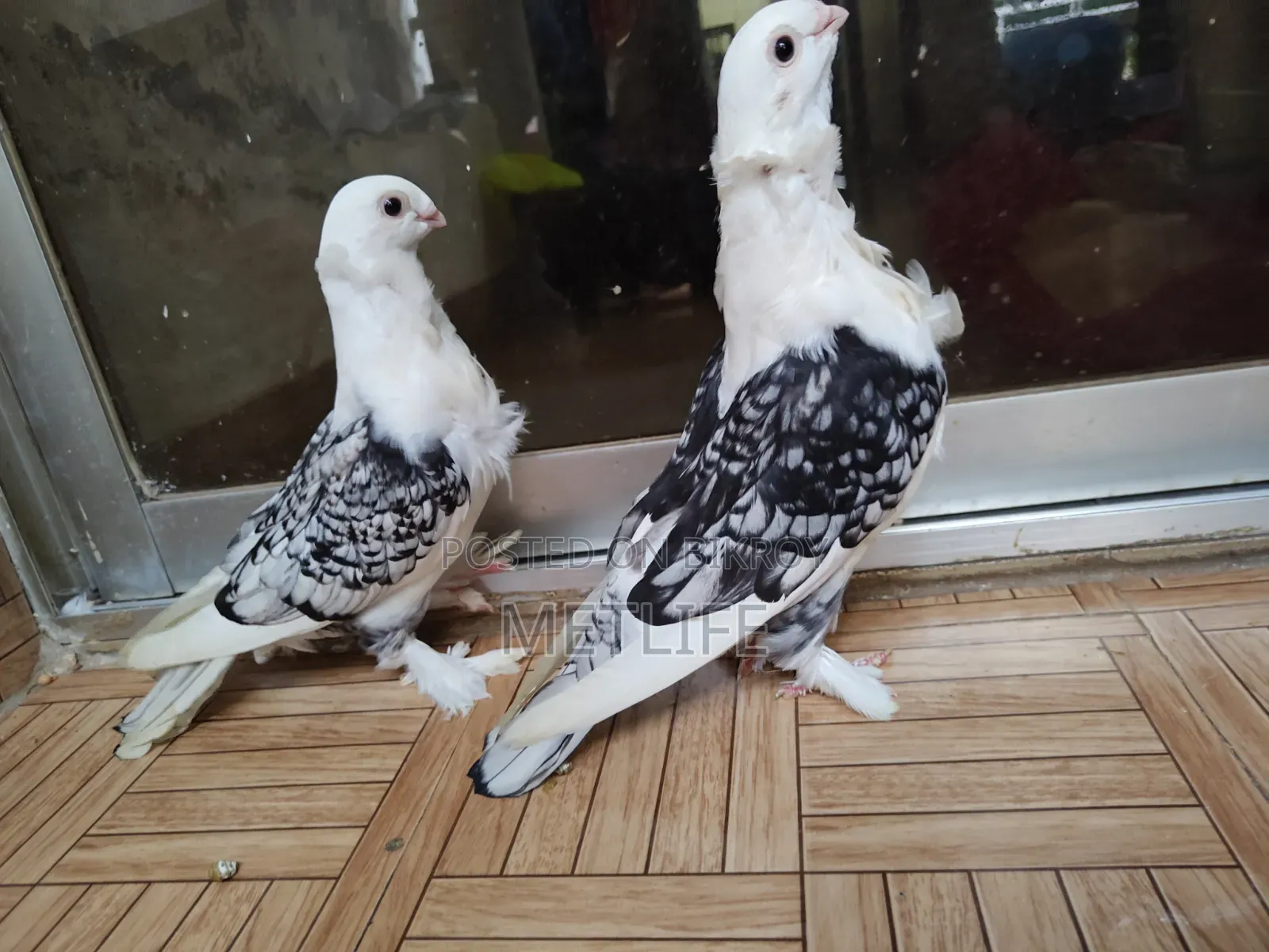 ব্লাকলেস সার্টিন