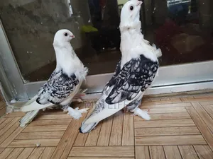 ব্লাকলেস সার্টিন