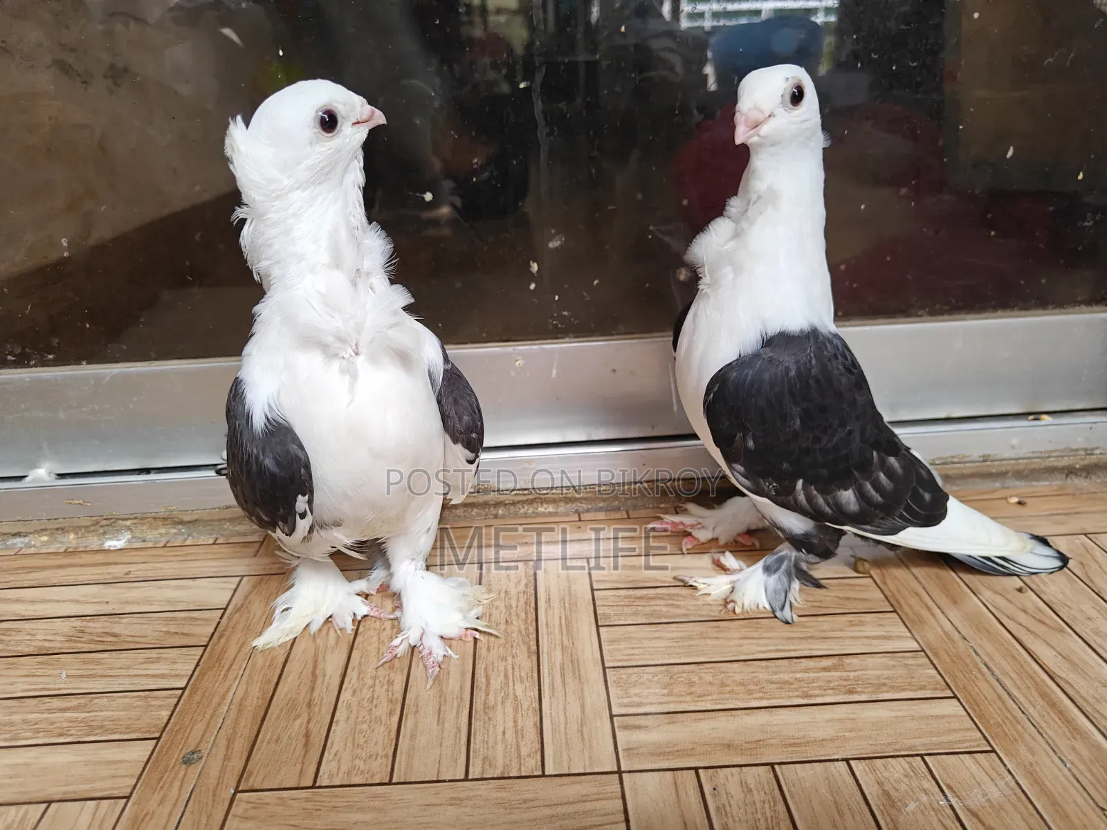 ব্লাকলেস সার্টিন