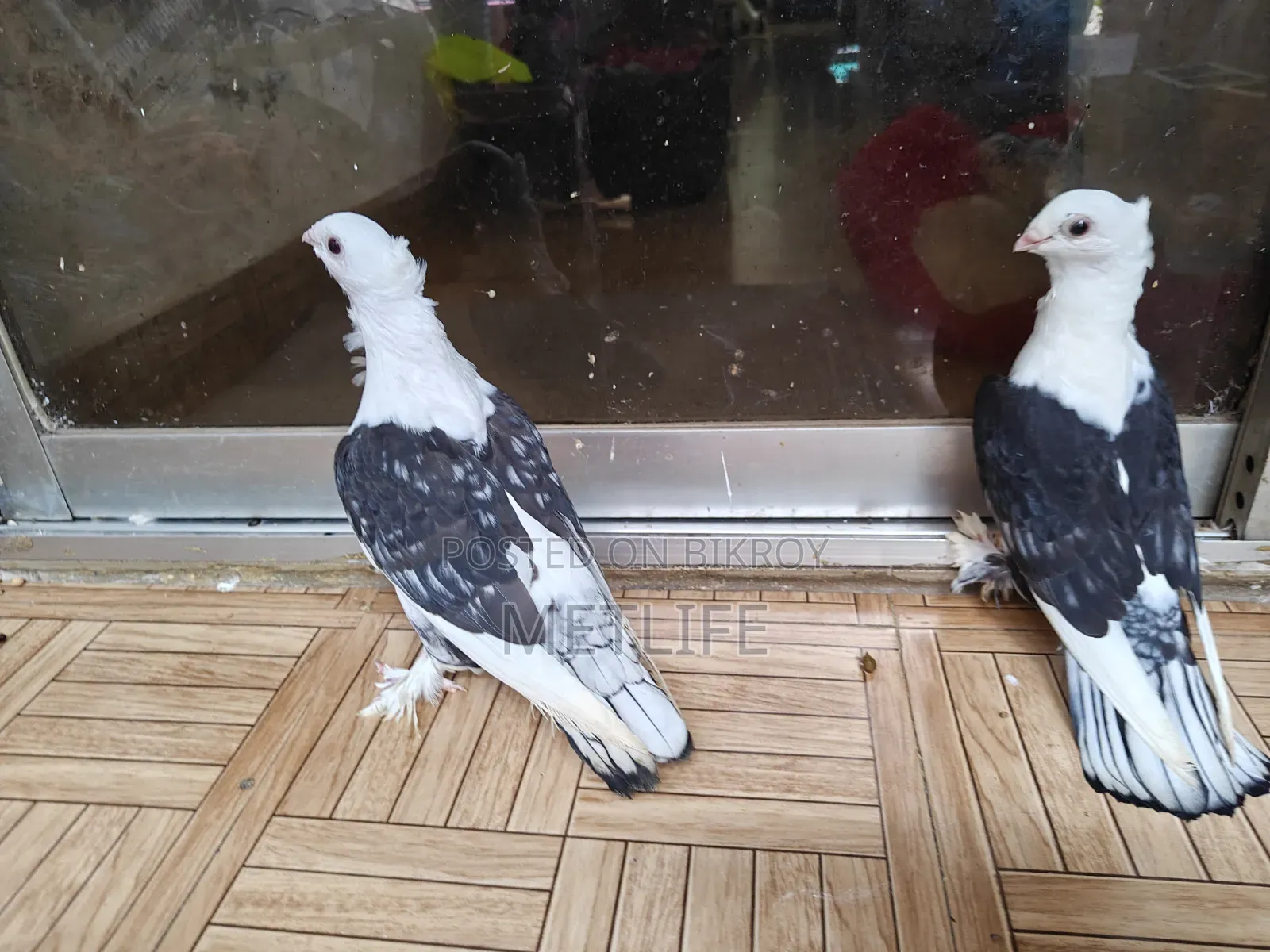 ব্লাকলেস সার্টিন