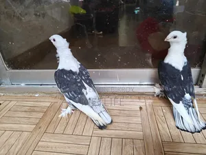 ব্লাকলেস সার্টিন