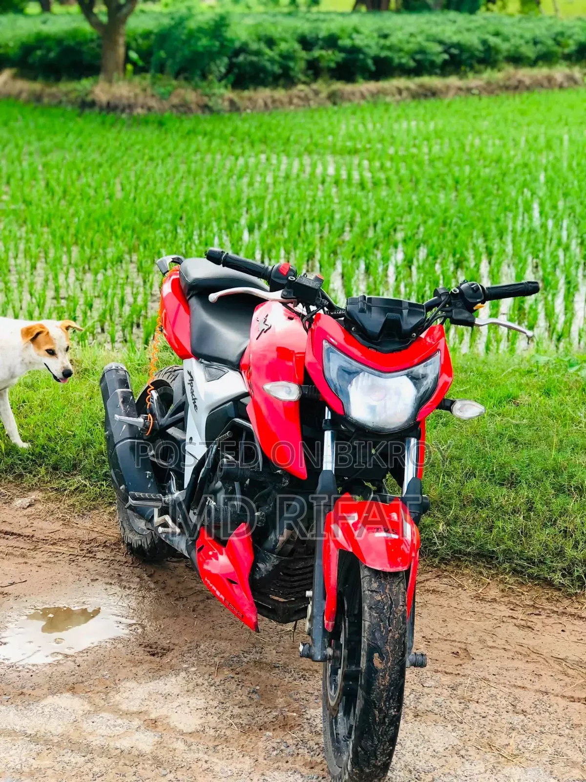TVS Apache 160 4V 2020 Red