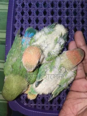 Lovebird Baby