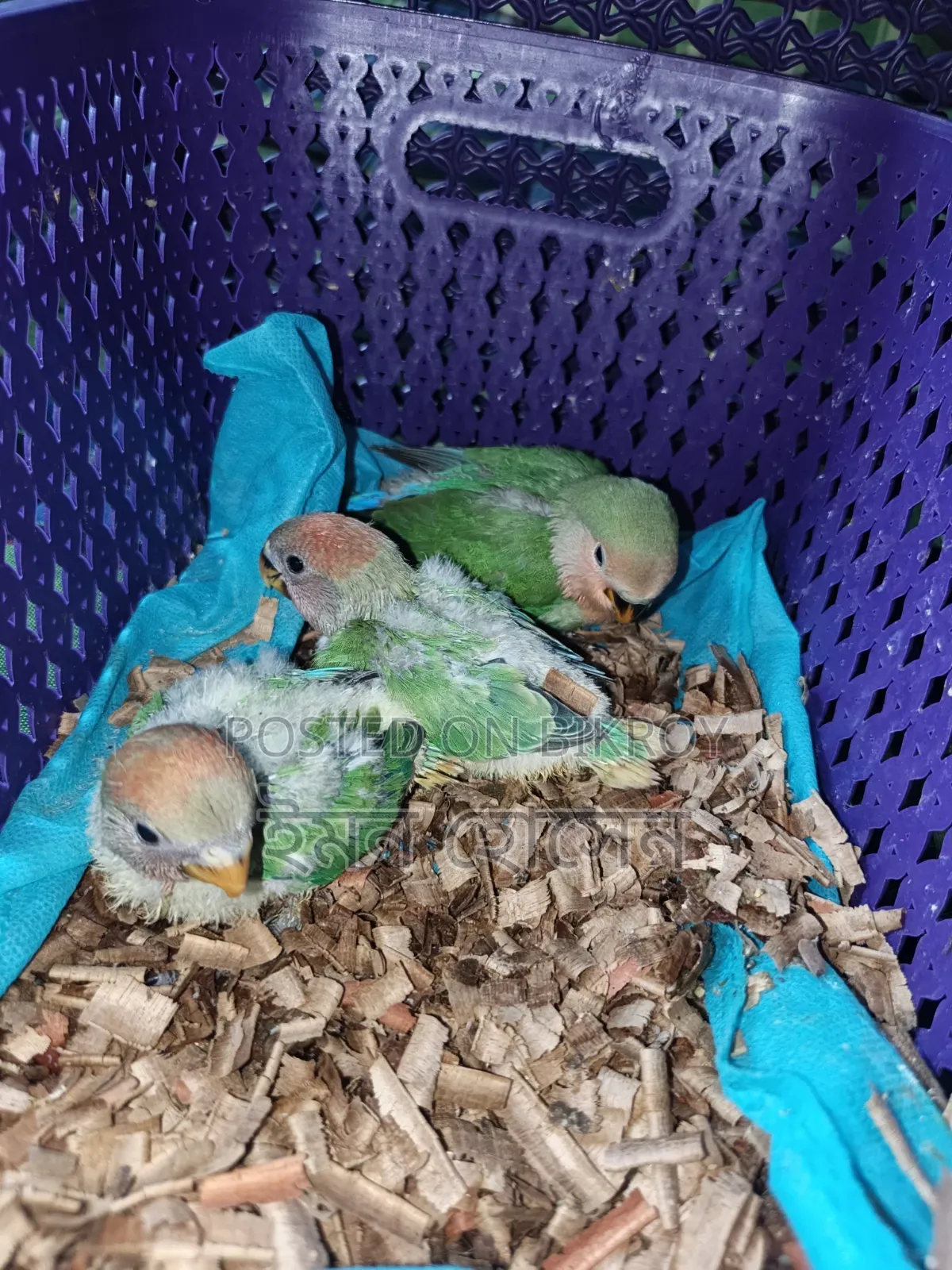 Lovebird Baby