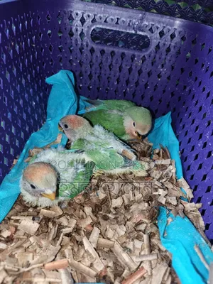 Lovebird Baby