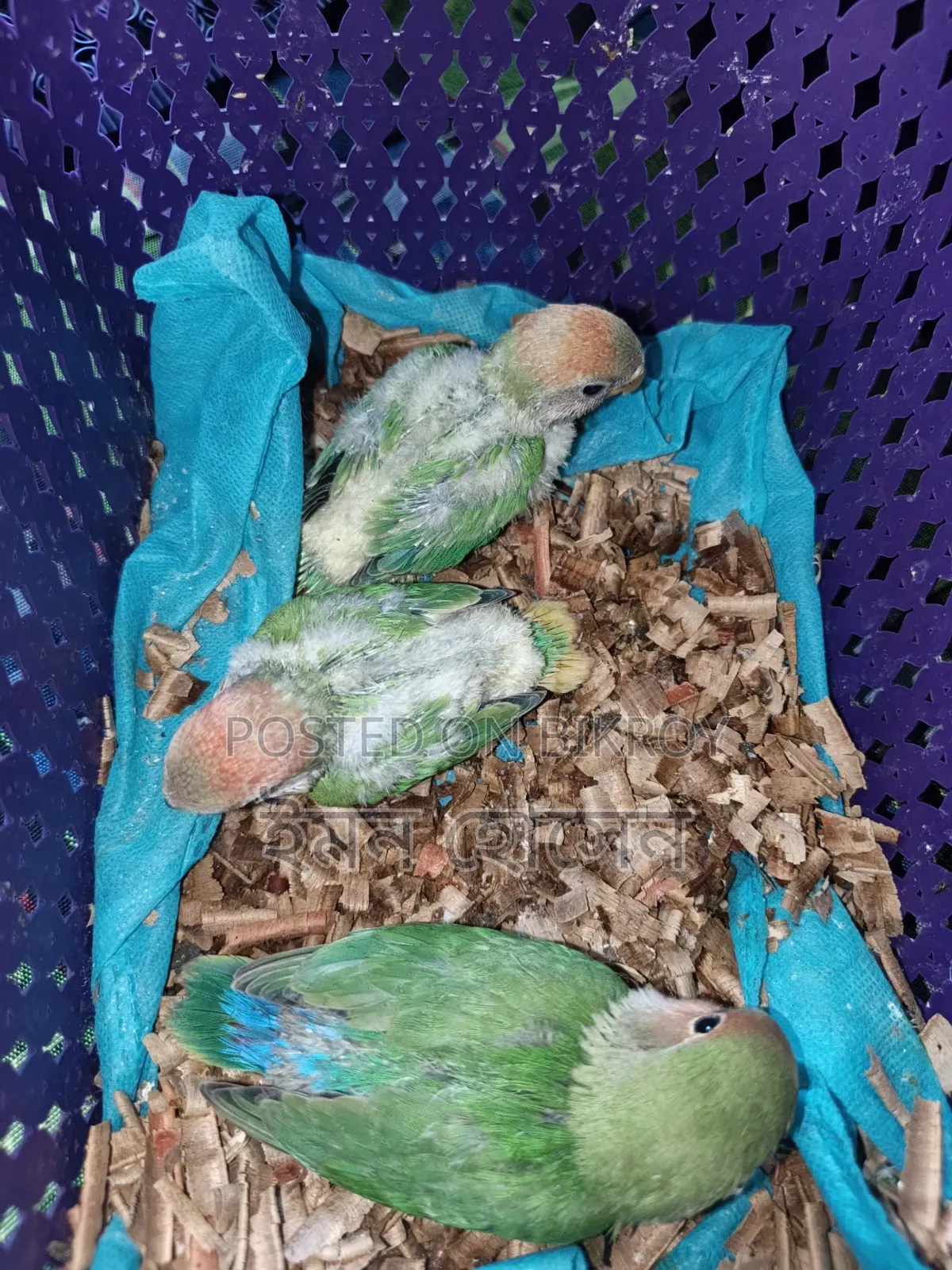 Lovebird Baby