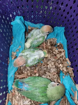Lovebird Baby