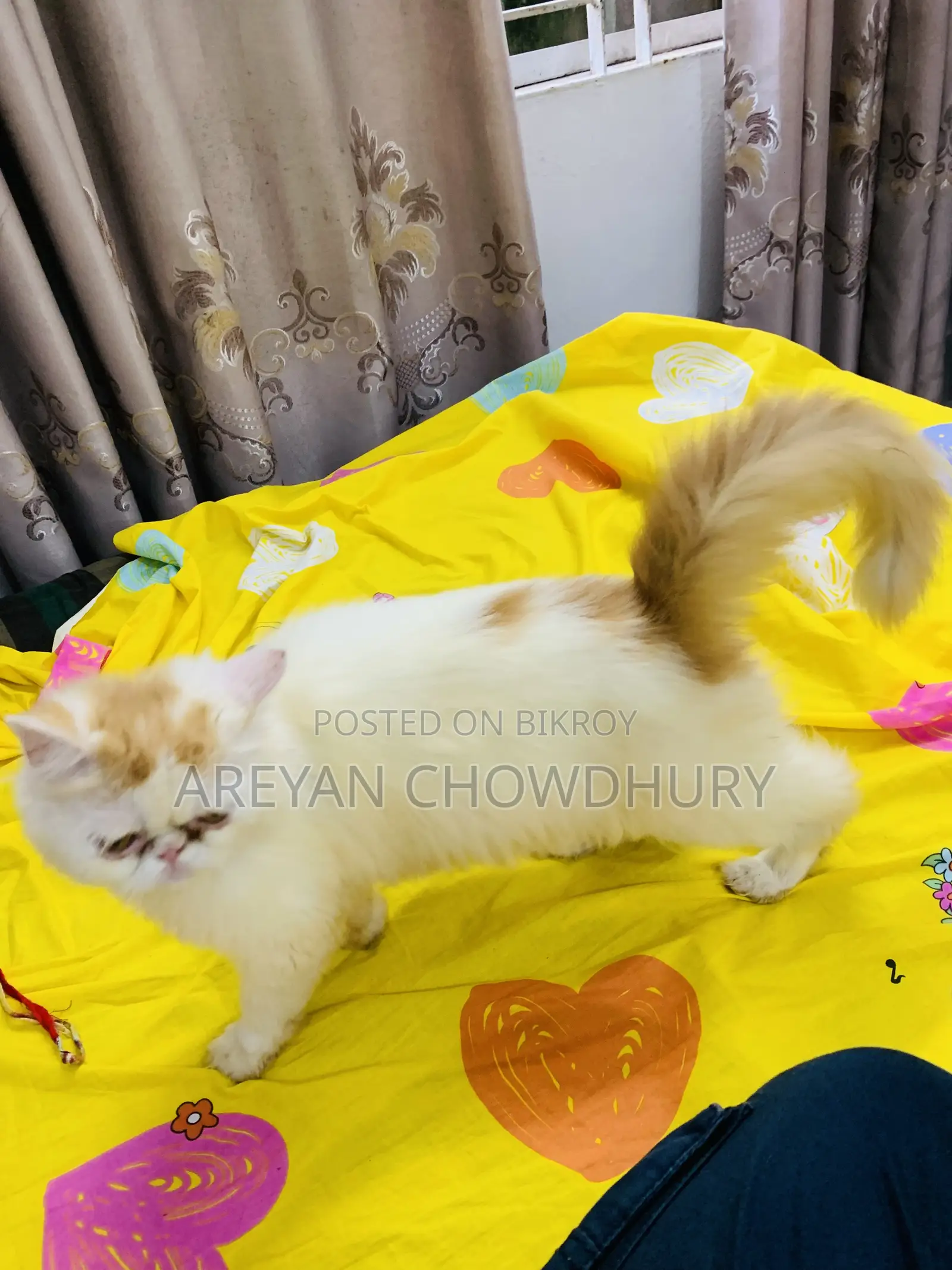 ৬-১২ মাস বয়সী ফিমেল পিওরব্রেড পার্সিয়ান বিড়াল