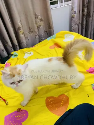 ৬-১২ মাস বয়সী ফিমেল পিওরব্রেড পার্সিয়ান বিড়াল