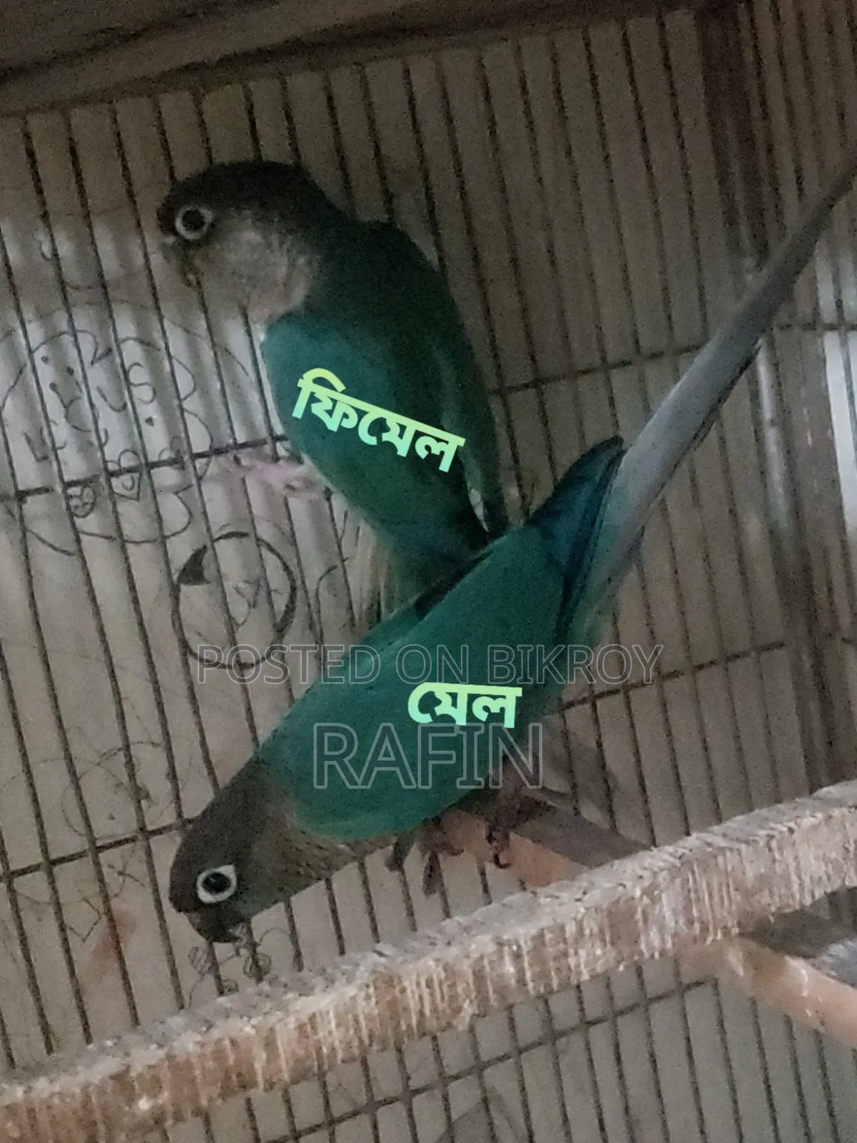 ব্লু রানিং টারকুনিজ জোড়া বিক্রি হবে।