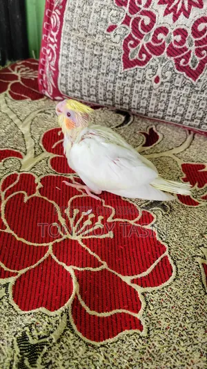 Lutino Red Eye Cockatiel Tame Size