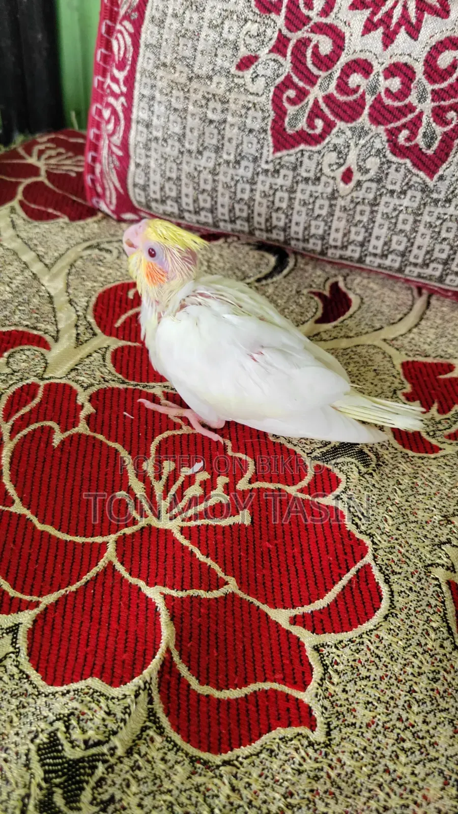 Lutino Red Eye Cockatiel Tame Size