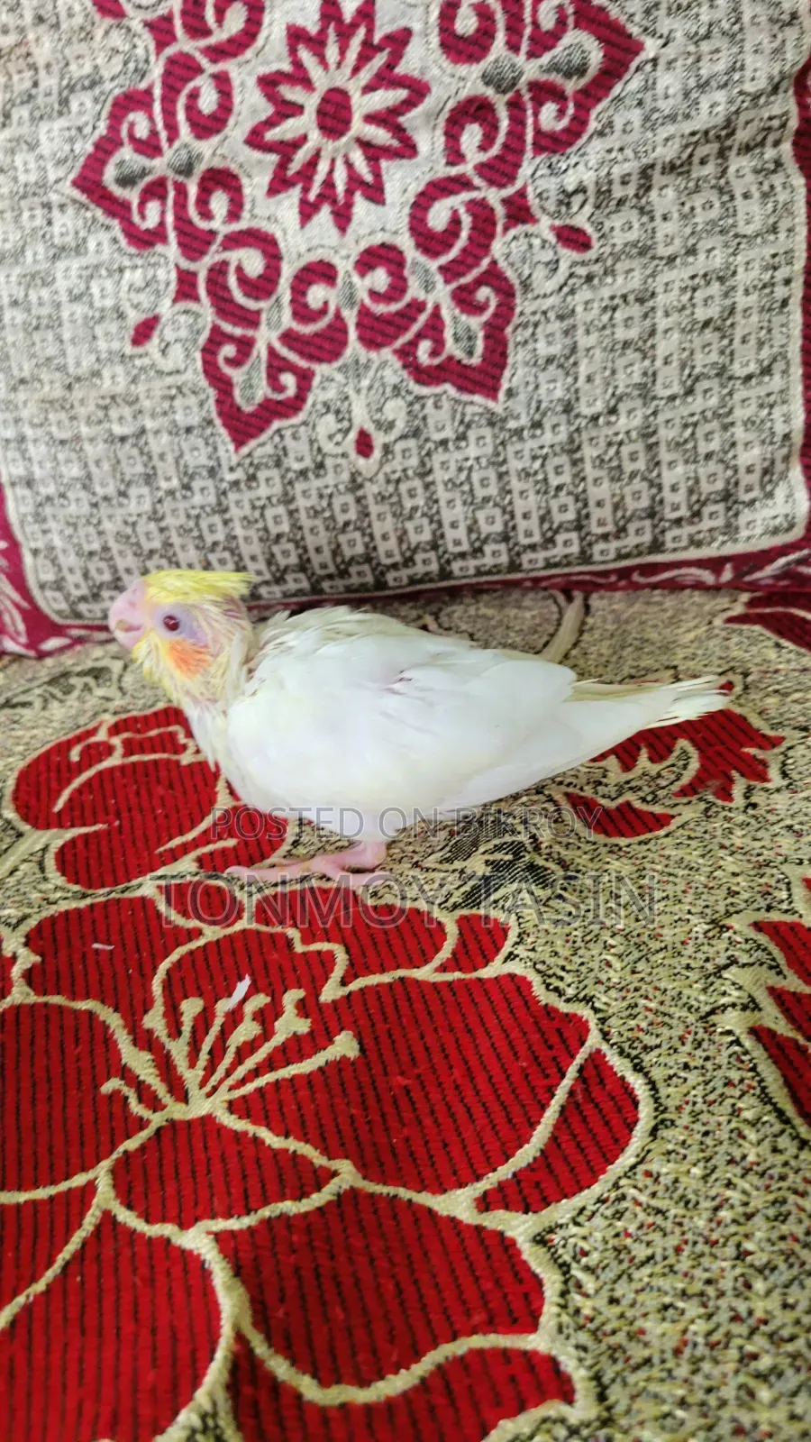 Lutino Red Eye Cockatiel Tame Size