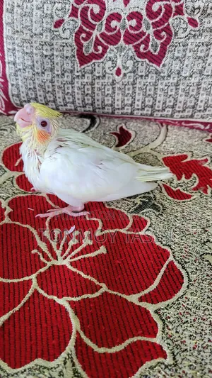Lutino Red Eye Cockatiel Tame Size