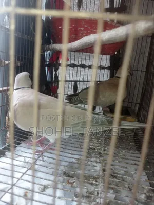 অস্ট্রেলিয়ান ঘুঘু পাখি