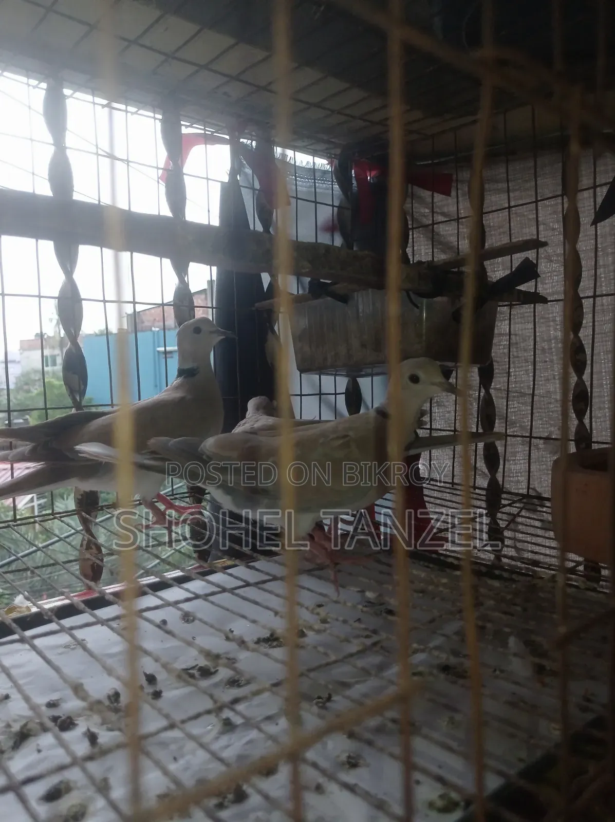 অস্ট্রেলিয়ান ঘুঘু পাখি