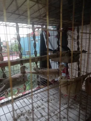 অস্ট্রেলিয়ান ঘুঘু পাখি