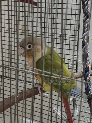 পাইনএপল কুনুর জোড়া বিক্রি