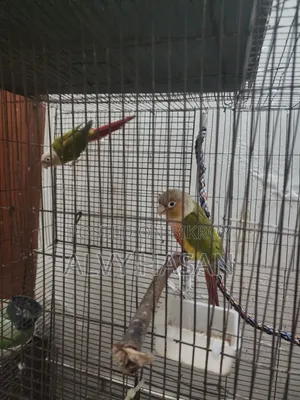 পাইনএপল কুনুর জোড়া বিক্রি