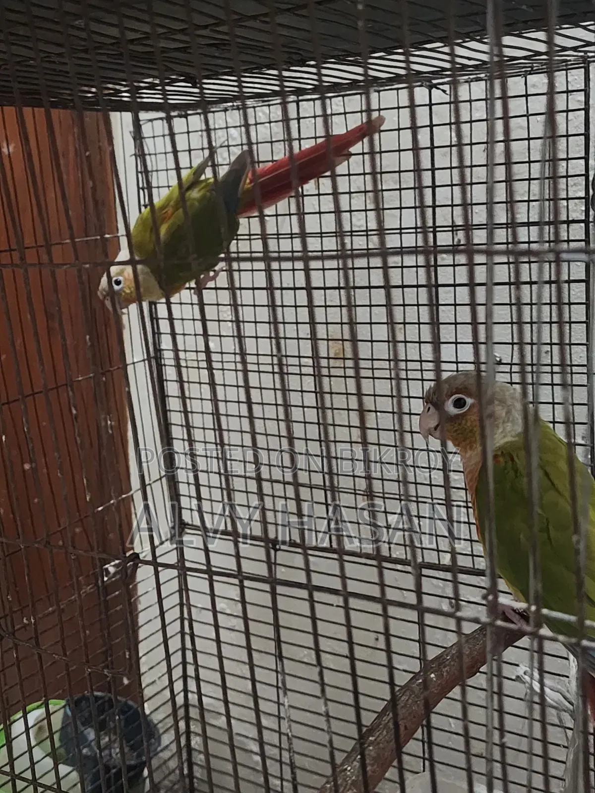 পাইনএপল কুনুর জোড়া বিক্রি