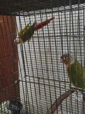 পাইনএপল কুনুর জোড়া বিক্রি