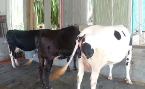 ১৫৩১নং উন্নত জাতের ৩টি গাভী গরু ।