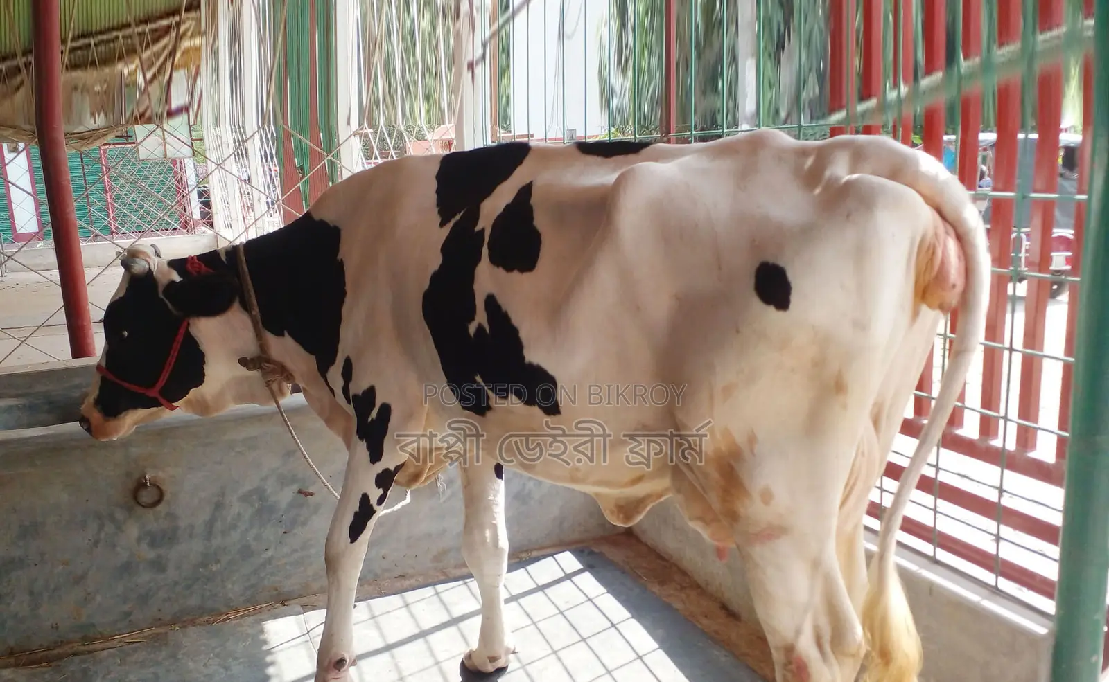 ১৫৩২ নং গাভী বিক্রয় হবে ভালো জাতের।
