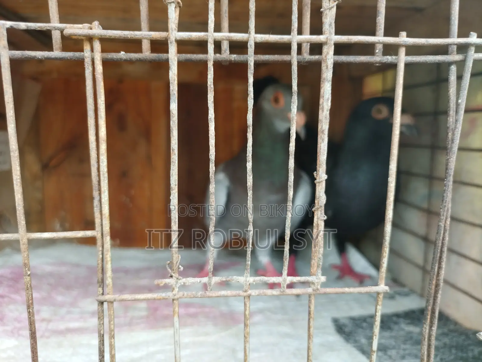 Beauty Homer Pair